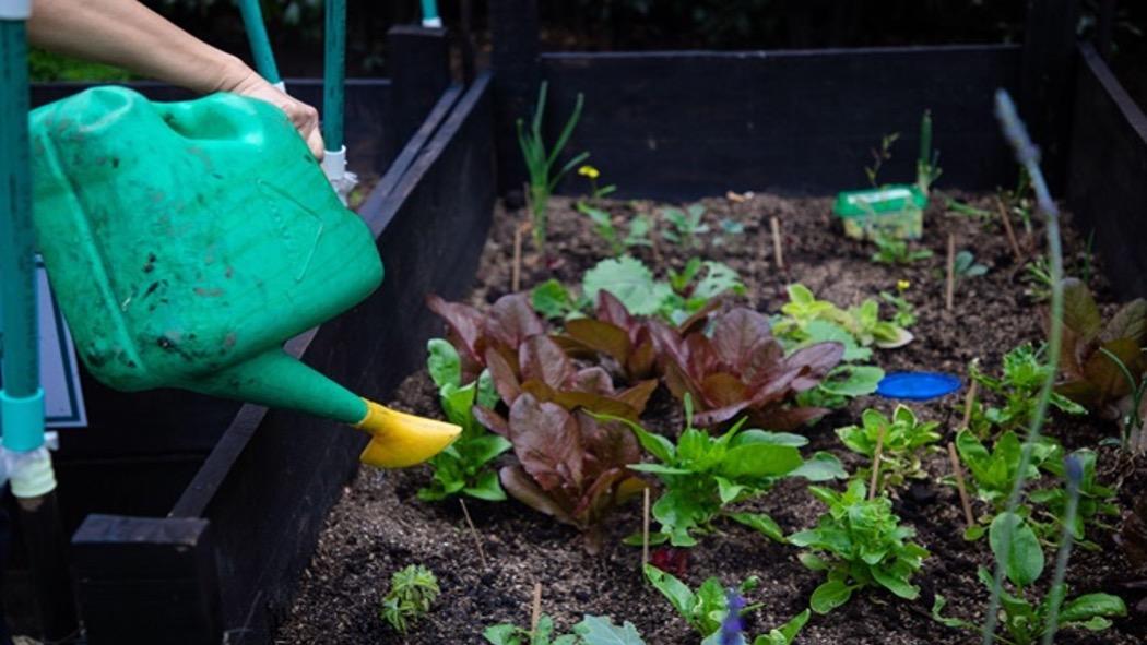 Bogotá es un referente en Latinoamérica en agricultura urbana, gracias a las casi 4.000 huertas que existen en la ciudad. Foto: Jardín Botánico.