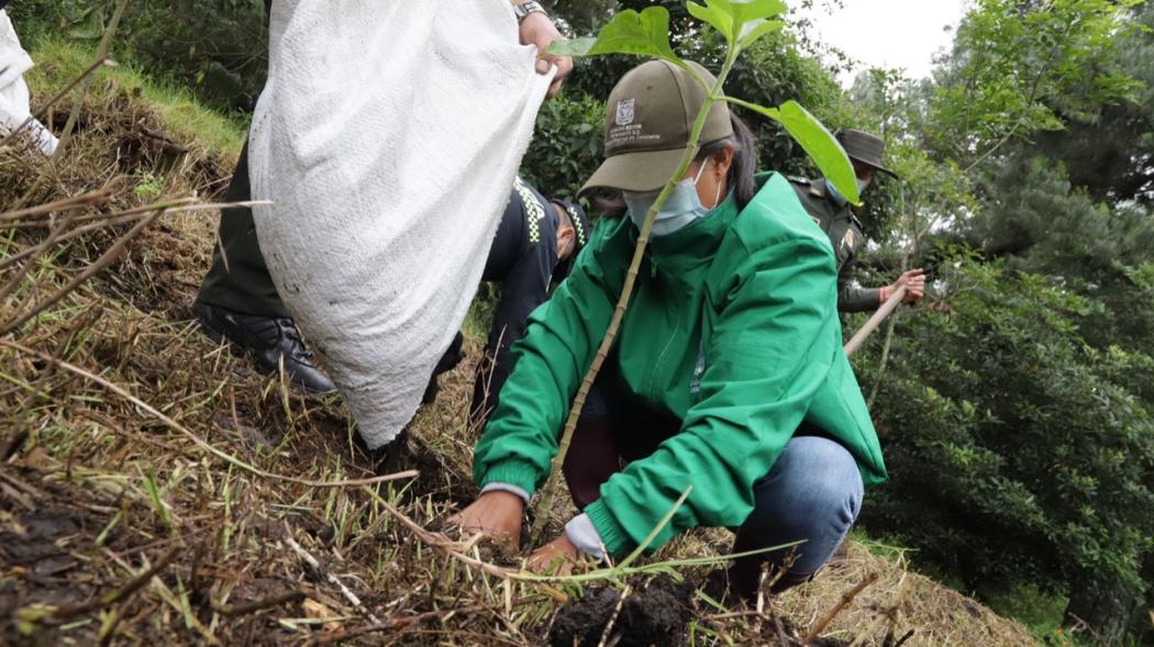 Las plantaciones se realizaron en el humedal El Salitre (33) y en la reserva Thomas van der Hammen (50). Foto: Secretaría de Ambiente.