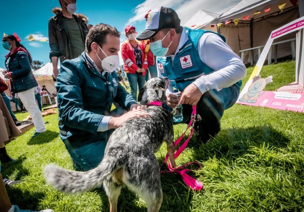 adopción_animales_bosa