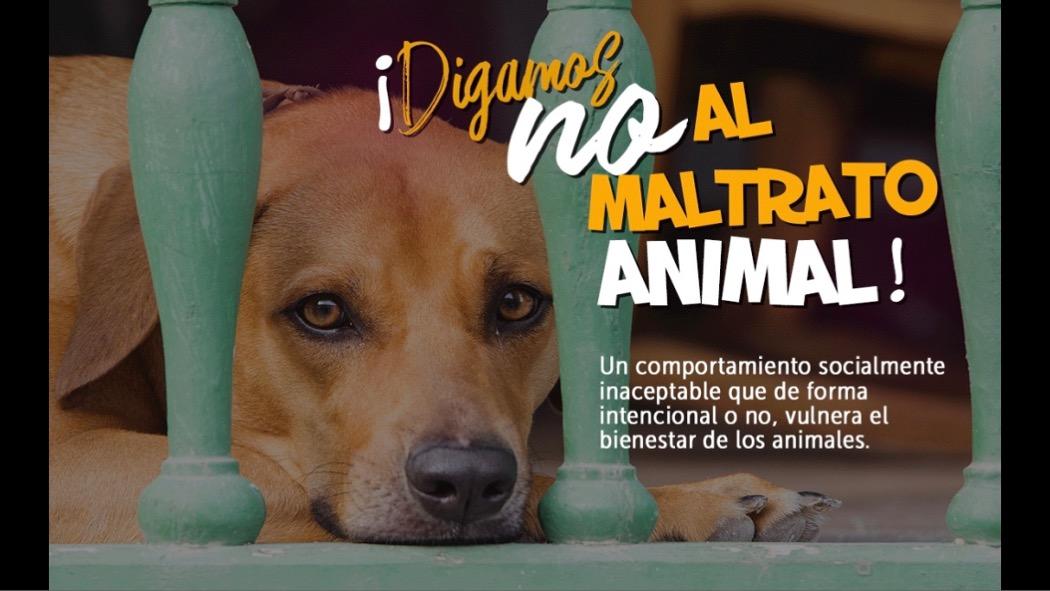 Maltrato animal: Pasos para denunciar un carro que arrolle a un animal