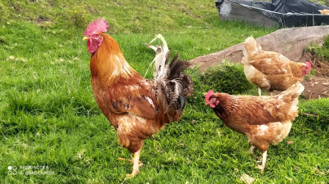 Gallina Feliz: beneficios en la comunidad rural y salud de las aves