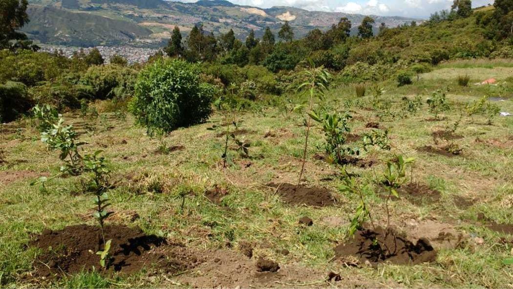 400 nuevos árboles fueron plantados en el Parque Ecológico Entrenubes