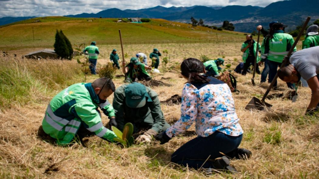 Plantación de árboles en Mochuelo Bajo