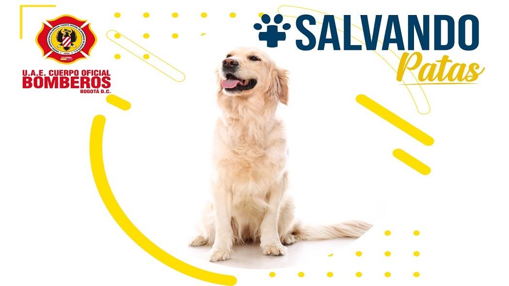 Campaña Salvando Patas