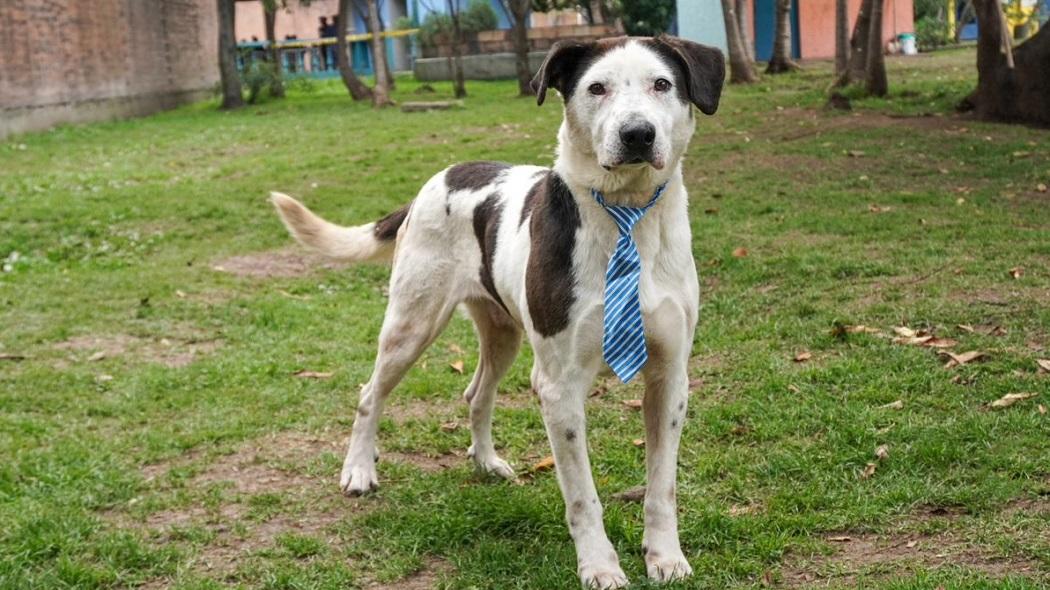 Este 2021 ya no habrá más jornadas de adopción de mascotas en Bogotá 