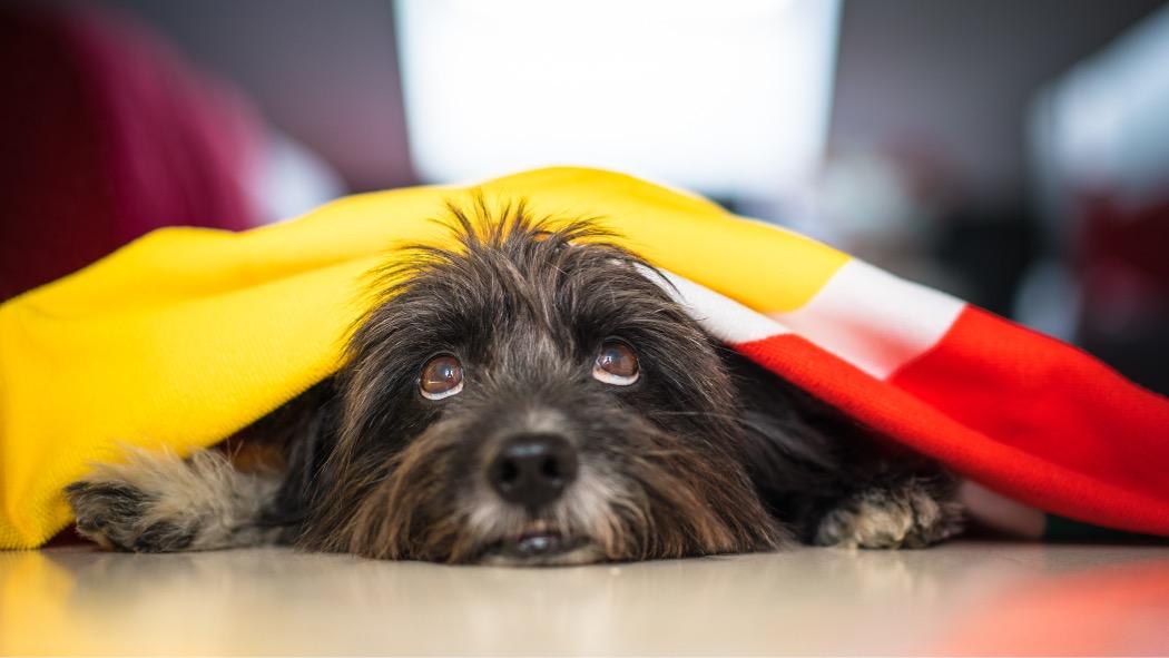 Protege a tu perro o gato de los sonidos de la pólvora en época decembrina