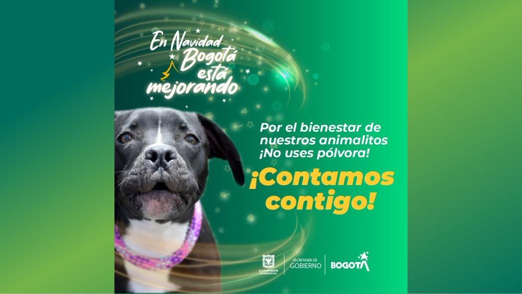 Tips para evitar que tu animal de compañía se afecte con la pólvora