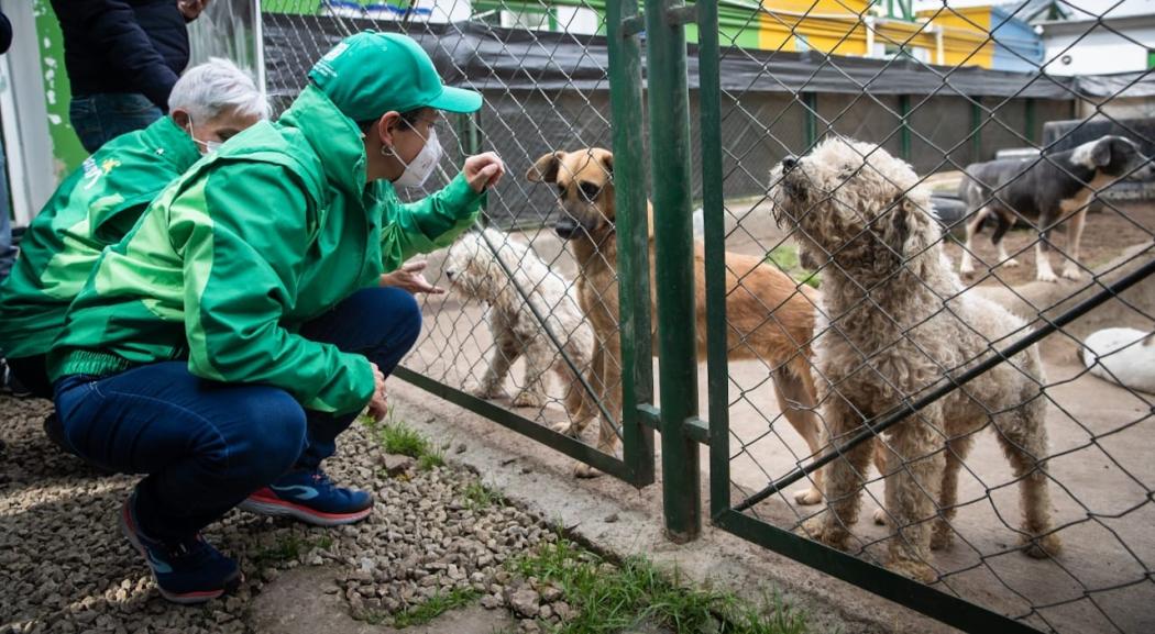 Si estás interesado acoger a un noble y tierno amigo para toda la vida podrás hacerlo entre las 10 am. y las 4 pm., en la Carrera 106A #67-02, localidad de Engativá. Foto. Protección Animal.