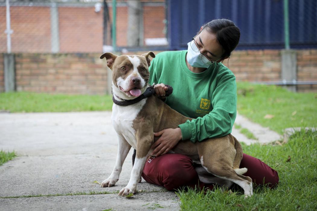 Abiertas las inscripciones para esterilizaciones de animales en enero