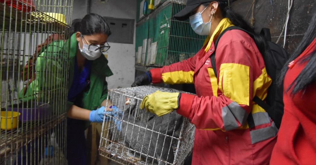 202 animales recuperados en San Cristóbal recibirán atención integral 