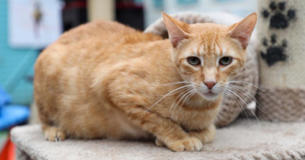 20 de febrero: Adopción de gatos en el Centro Comercial Centro Mayor 