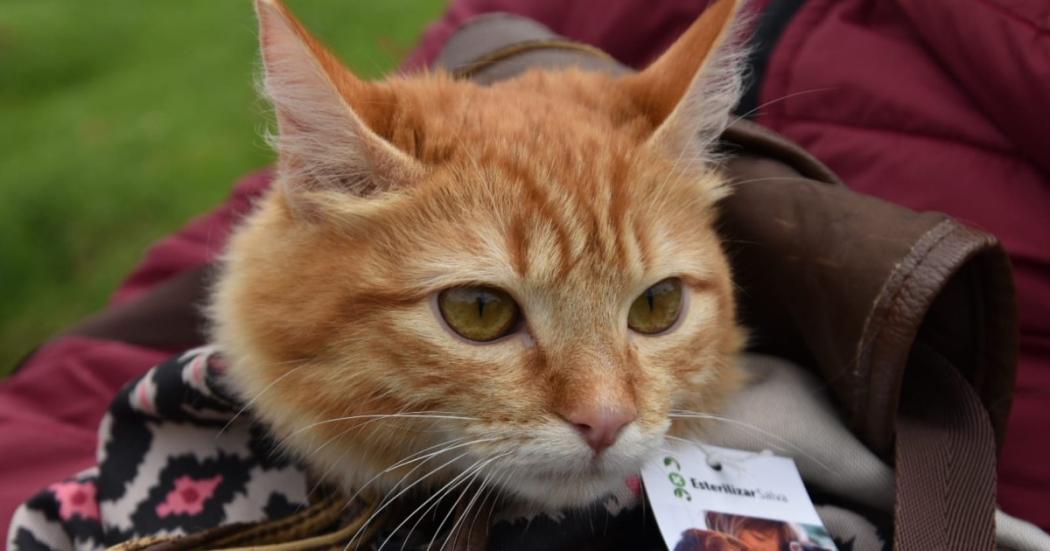 ¿Cómo esterilizar gratis a tu gato o gata en Bogotá? ¡Toma nota! 