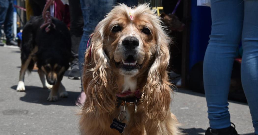 Esterilizaciones gratuitas para perros y gatos en Bogotá en marzo