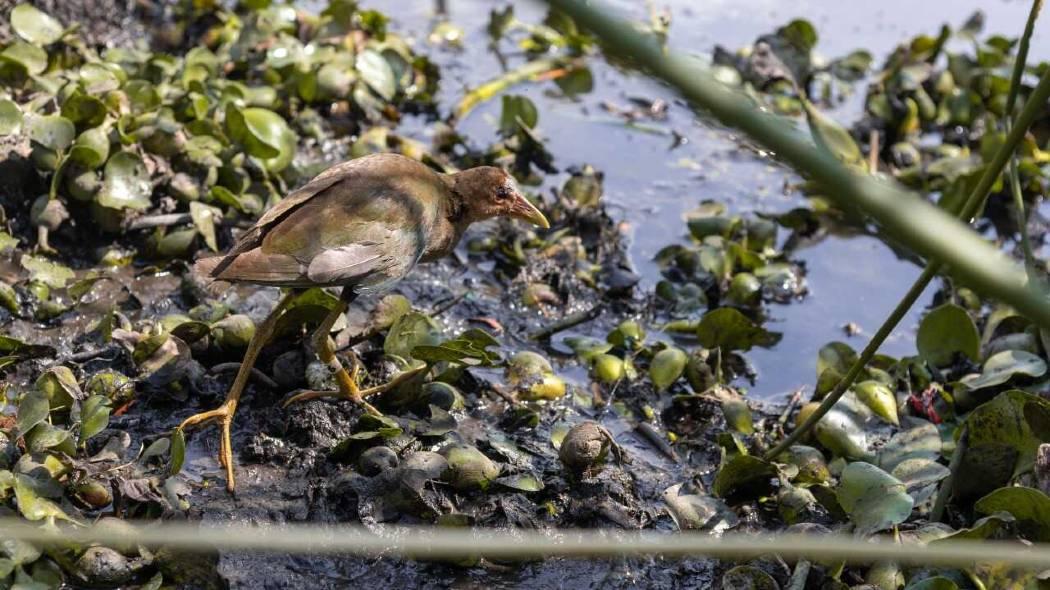 Liberación de aves tinguas en humedales de Bogotá. Secretaría Ambiente