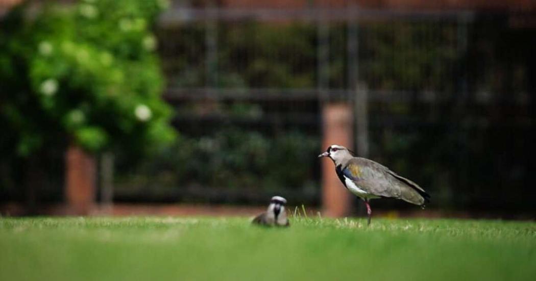 Nueva familia de aves alcaravanes llegó al parque El Country 