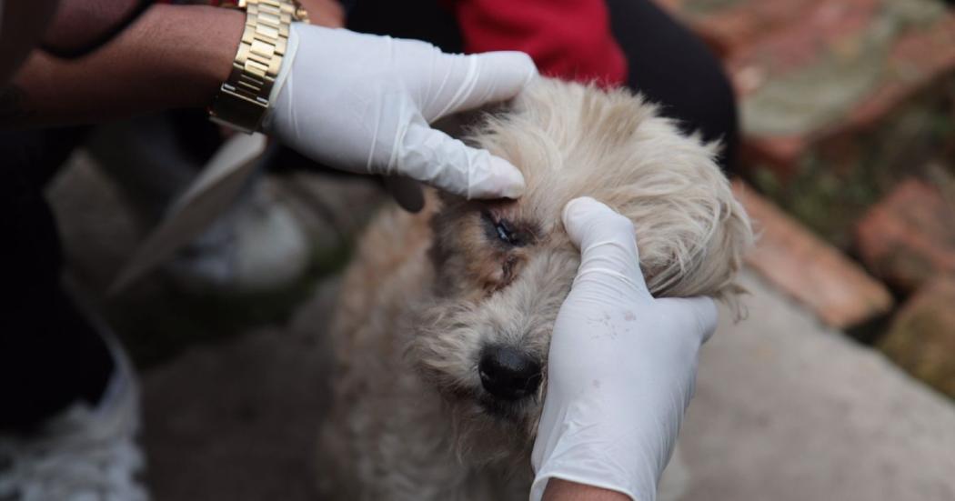 Jornada de atención a animales de compañía en Bosque Calderón