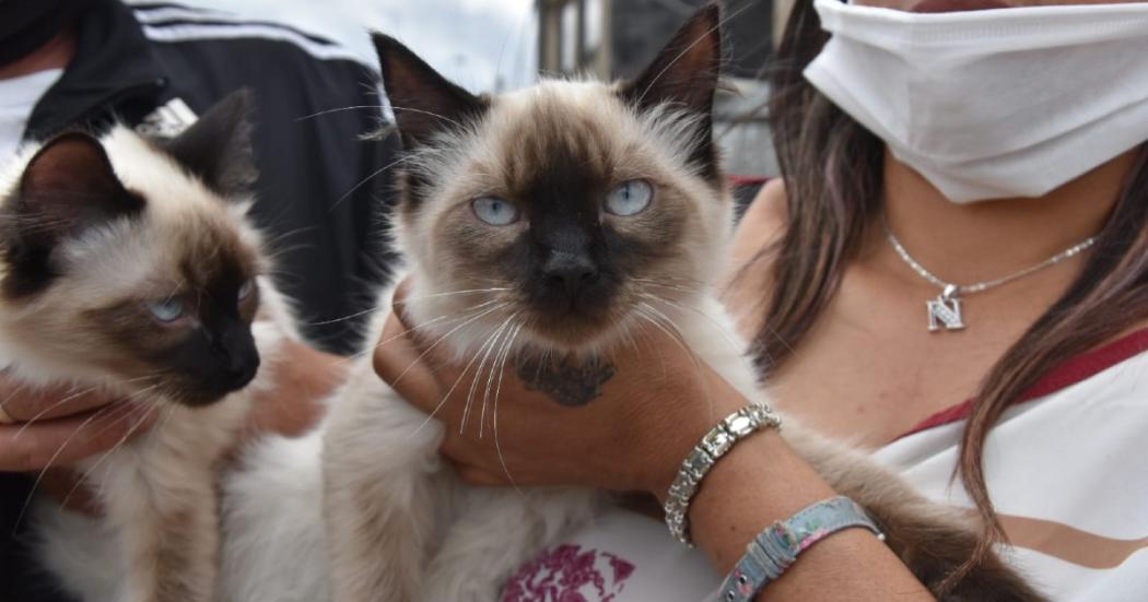 Habilitaron turnos de esterilizaciones gratis para animales en abril 