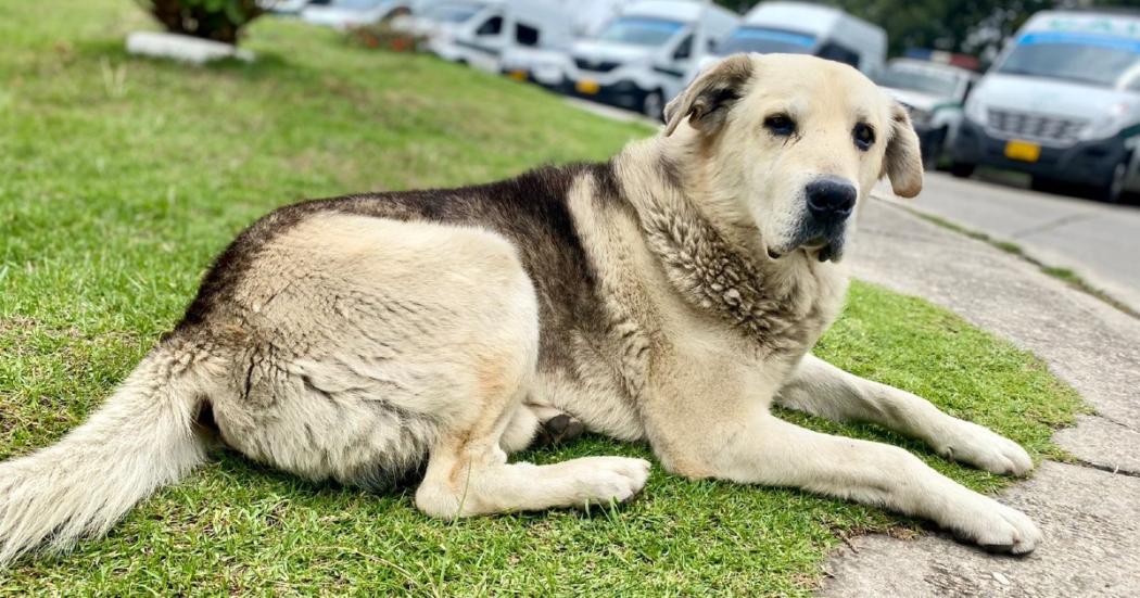 Niño, el perro criollo que vive en la estación de Policía de Ciudad Bolívar