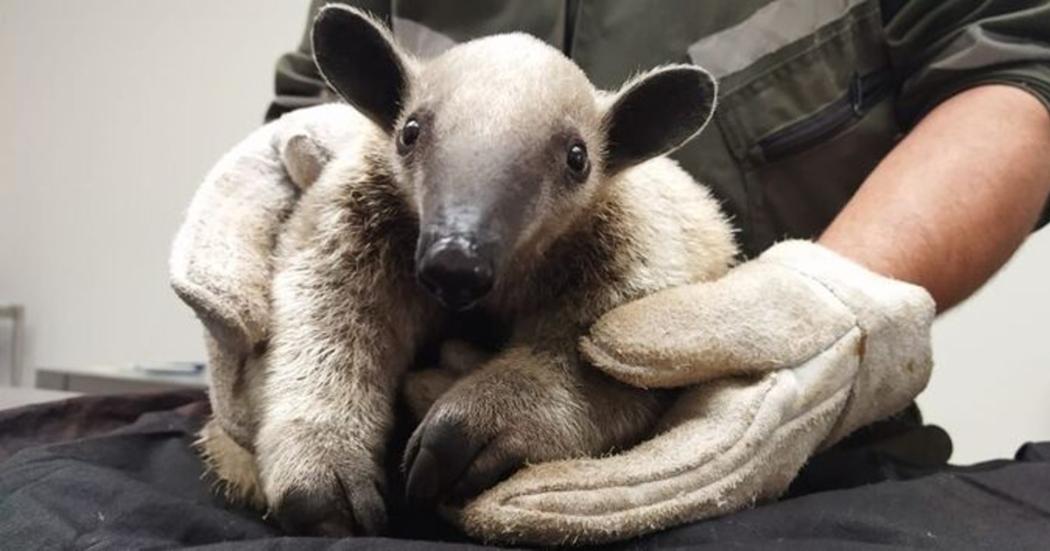 Extraer animales silvestres es un delito ambiental y genera desequilibrio