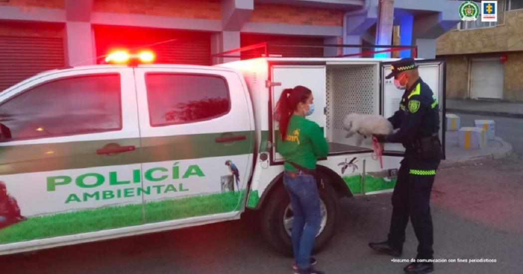 Imputan cargos a un hombre por el hecho de maltratar a su perrita Nina