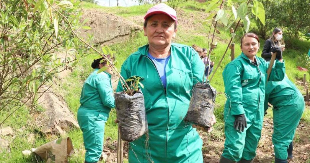 Plantación de 50 árboles en la localidad de San Cristóbal en Bogotá