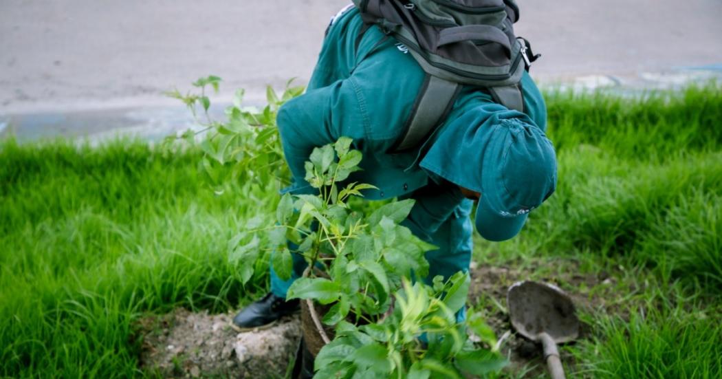 Jardín Botánico sembrará árboles en el parque Altos de la Estancia