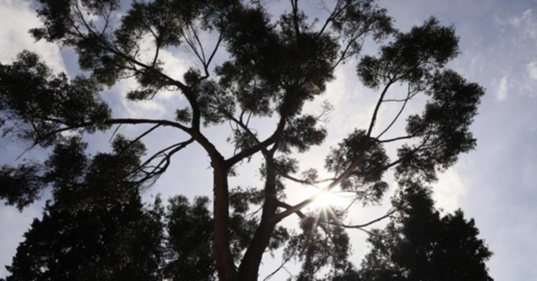 Conmemora el Día Mundial del Árbol sembrando árboles en Bogotá 