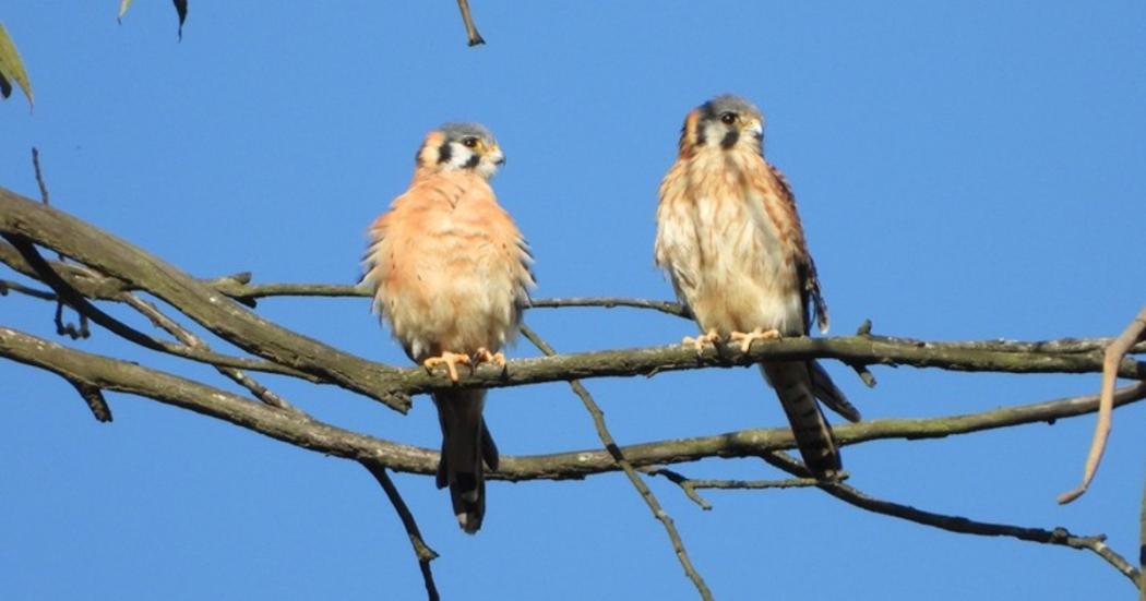 Par de cernícalos fueron avistados por primera vez en Humedal La Isla