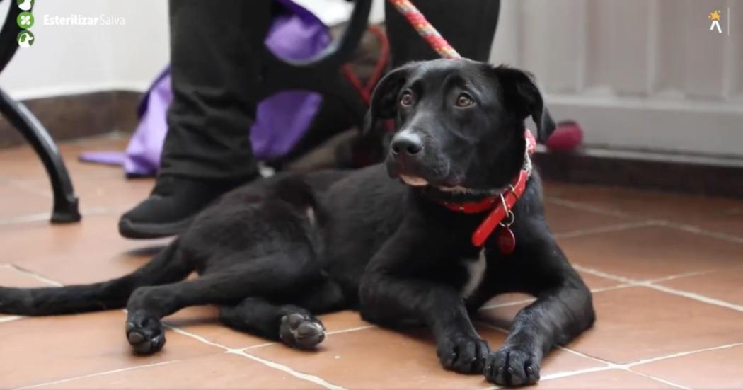 ¿En dónde hay esterilizaciones gratuitas para animales en Bogotá?