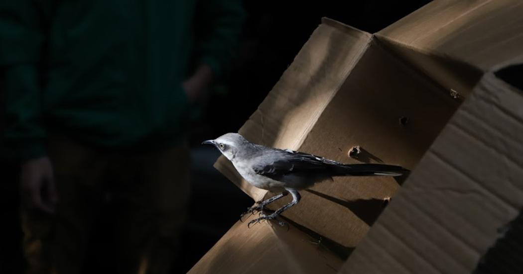 Secretaría de Ambiente liberó a 33 animales silvestres en La Conejera