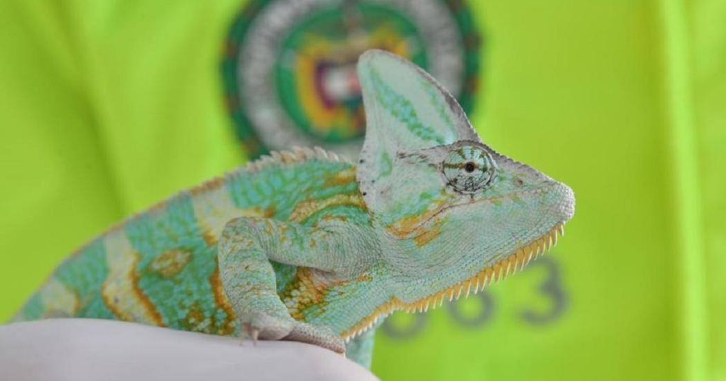 Iguanas, tigrillos y otras especies que fueron incautadas en Bogotá 