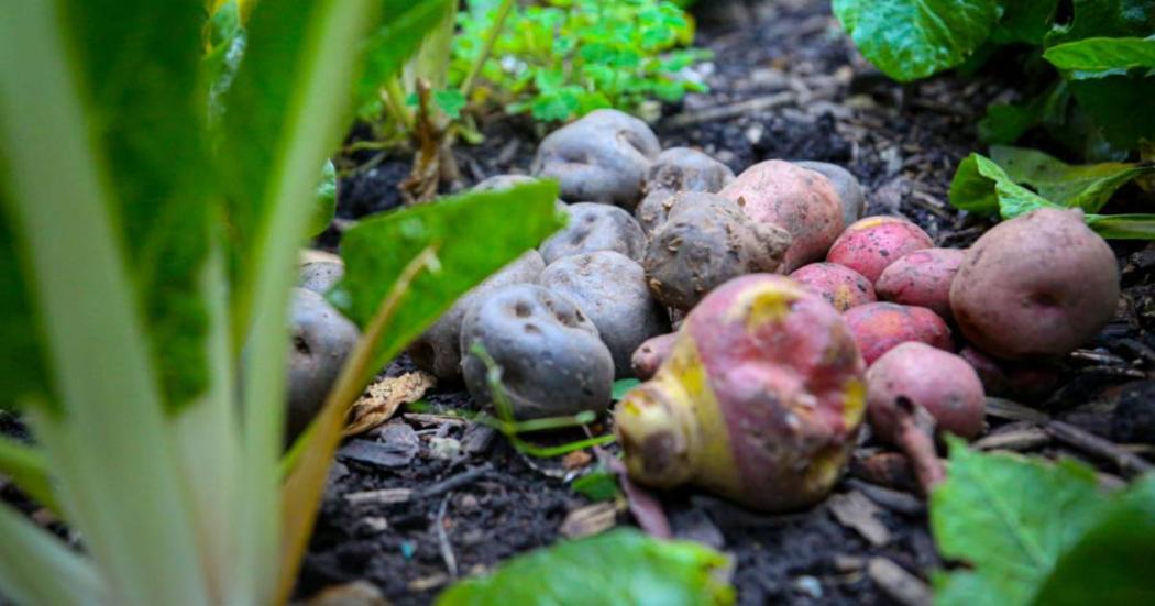 Cultivo de papas de colores por campesinos de Bogotá. Subred Sur 