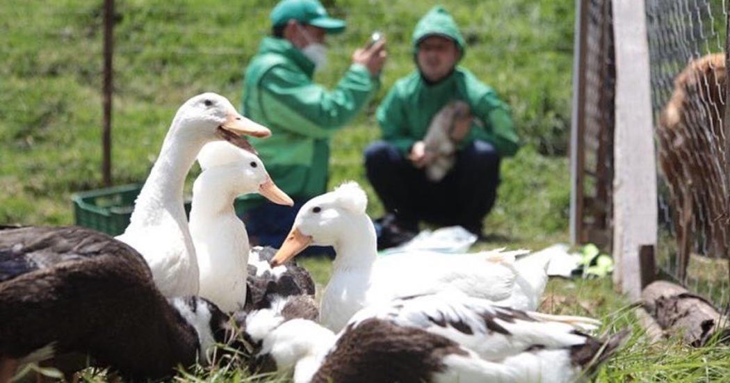 ¿De qué trata el programa de hogares de paso para animales de granja?