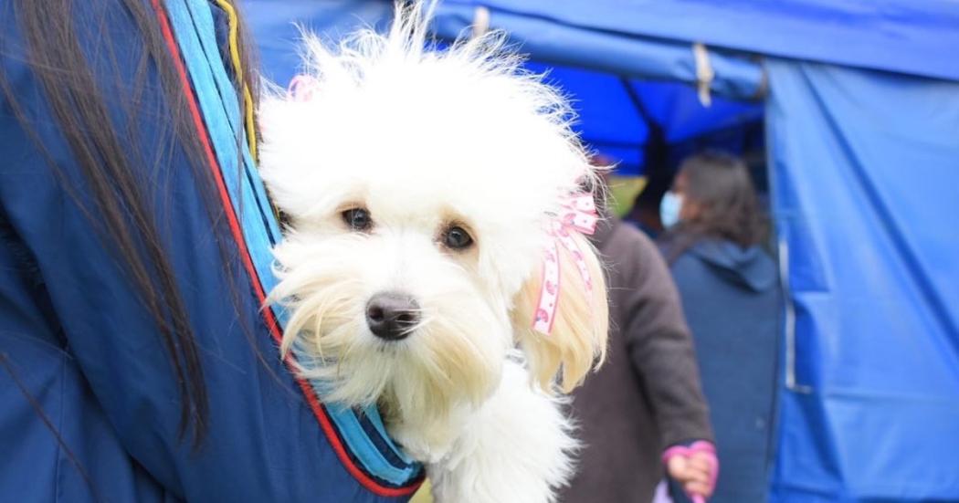 Habilitan turnos para esterilizaciones de perros y gatos en junio