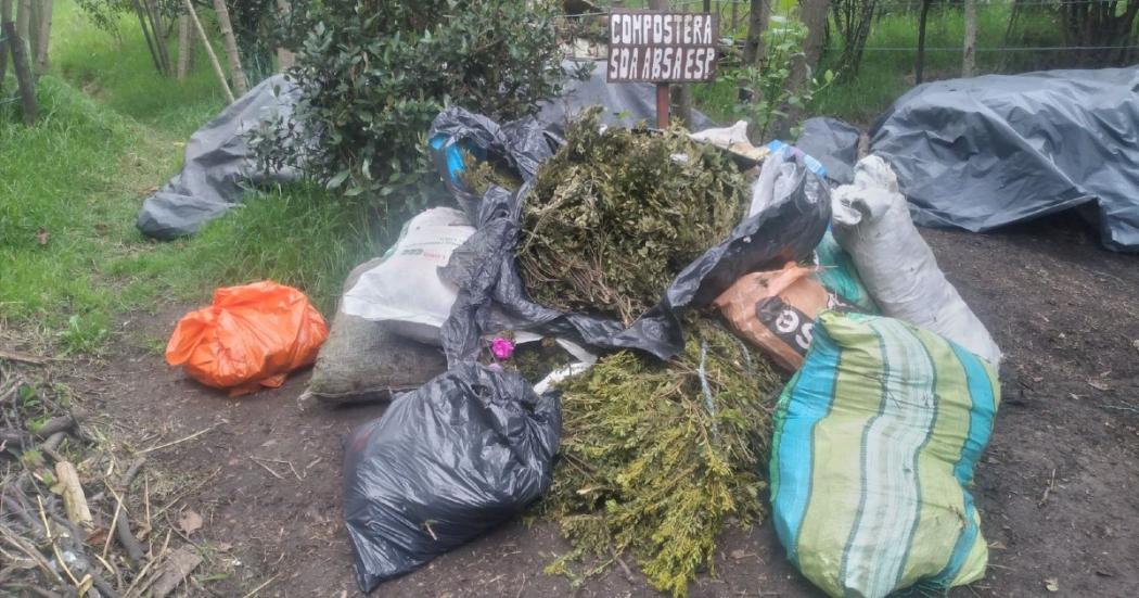 454 kilos de laurel de cera incautados el día de la Cruz de mayo 