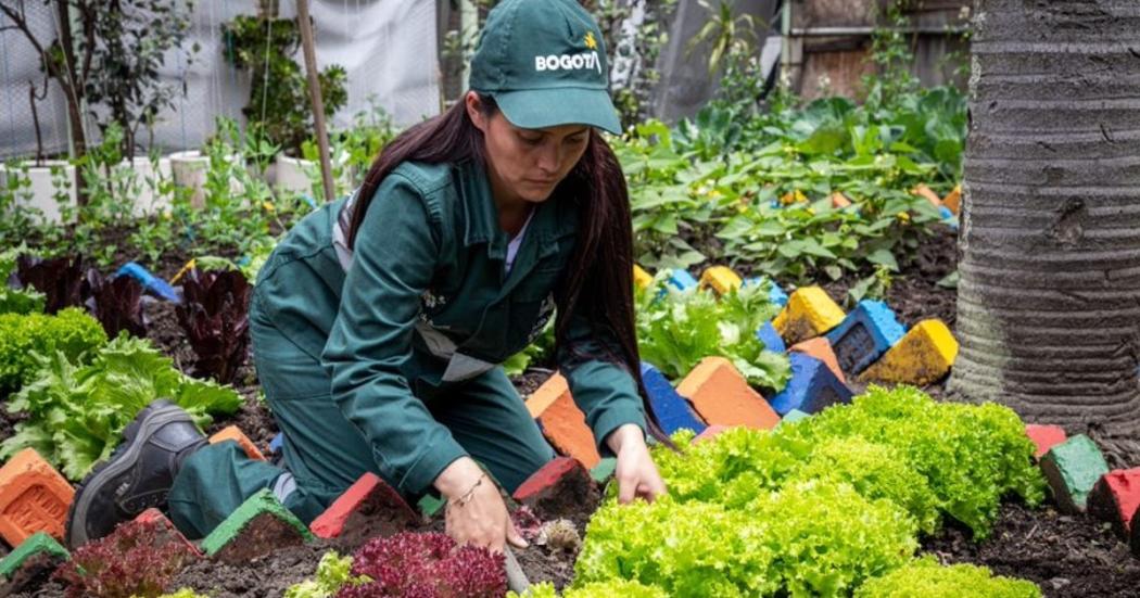 Mil mujeres se certificaron del programa ‘Mujeres que Reverdecen’