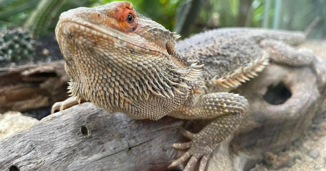 405 animales silvestres fueron liberados en el Caribe colombiano