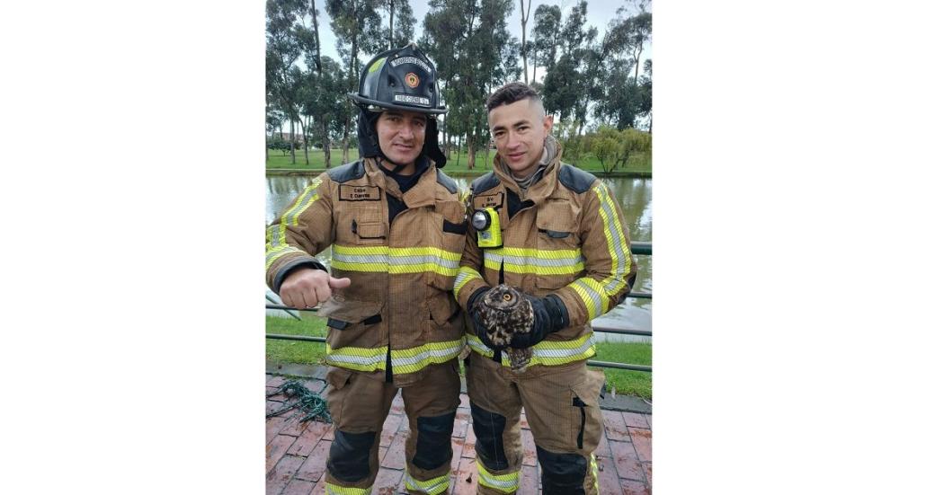 Bomberos rescataron búho atrapado en una cuerda del parque Timiza