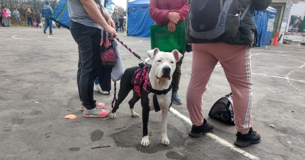 ¿Puedo llevar a mi mascota al puesto de votación de la segunda vuelta?