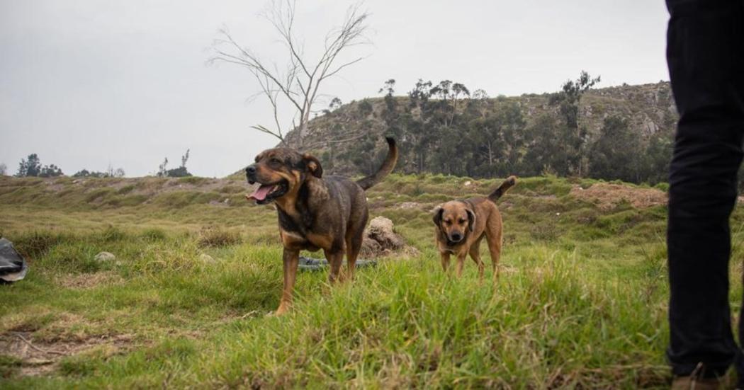 ¿Qué hace el equipo CES por los animales de la periferia de Bogotá?