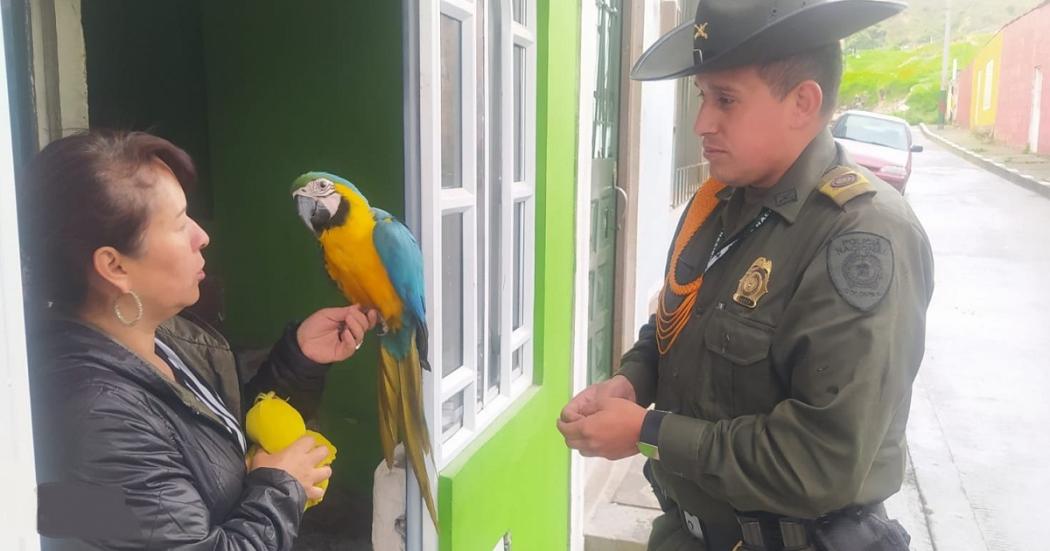 Policía de Carabineros incautó una guacamaya en una casa de C. Bolívar