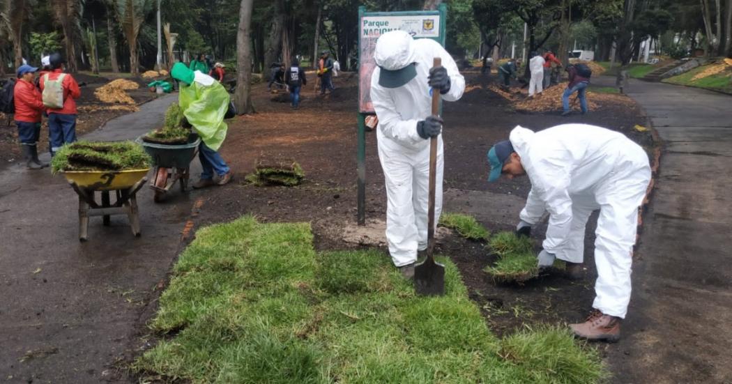 Plantación de árboles en el parque Nacional este domingo 5 de junio