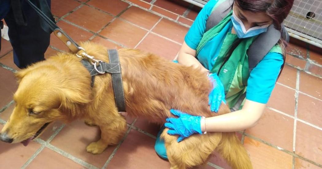 Distrito realiza visita a perros de seguridad en centro comercial