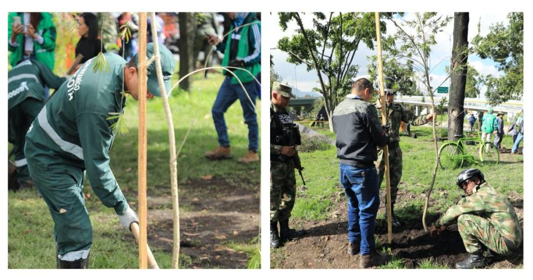 Jornada de plantación en el separador central de la calle 26