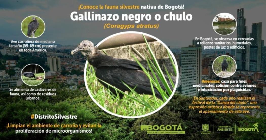 Datos sobre el chulo o gallinazo negro, se puede observar en Bogotá 