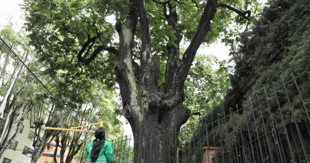 ¿Dónde puedo reportar la tala ilegal de árboles en Bogotá?