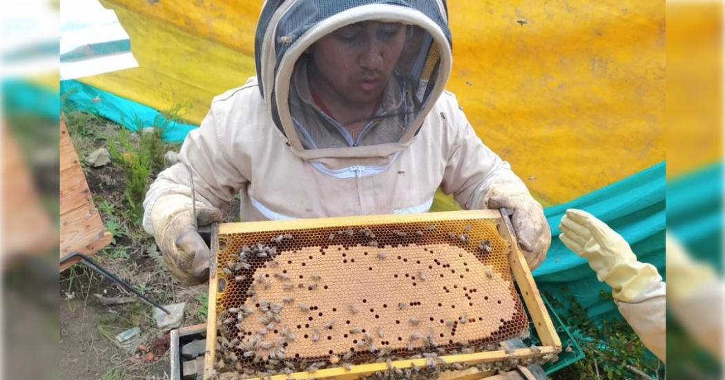 ¿Cómo los apicultores pueden adoptar panales de abejas rescatadas? 🐝