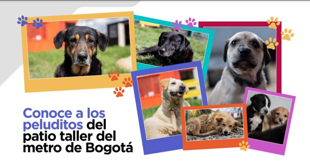  Mía, Tomy y Sacha, algunos de los 8 perros del patio taller del Metro de Bogotá