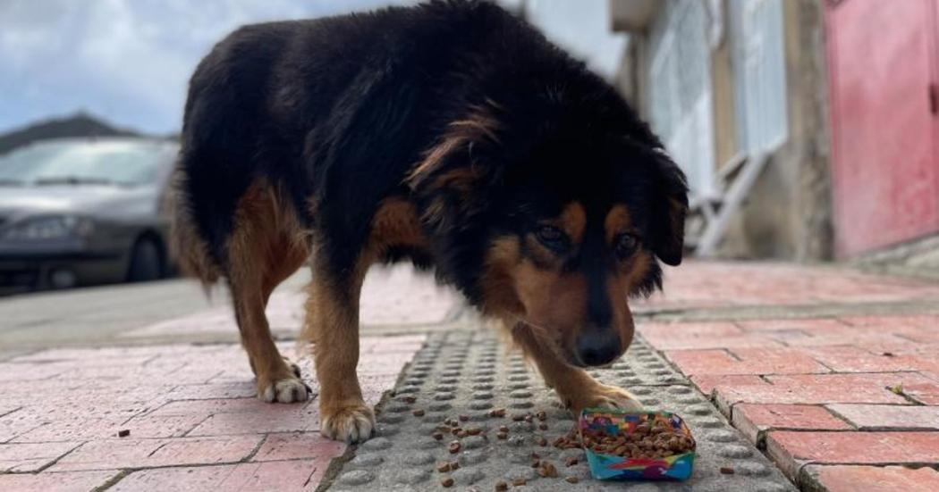 Hoy 27 de julio, Bogotá conmemora el Día mundial del perro callejero