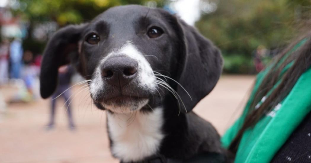 ¿Qué es el moquillo canino y cómo se puede prevenir aquí en Bogotá?